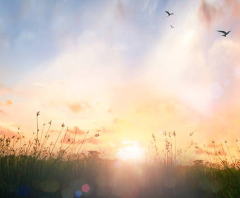 Ladera soleada con pájaros volando sobre cielo