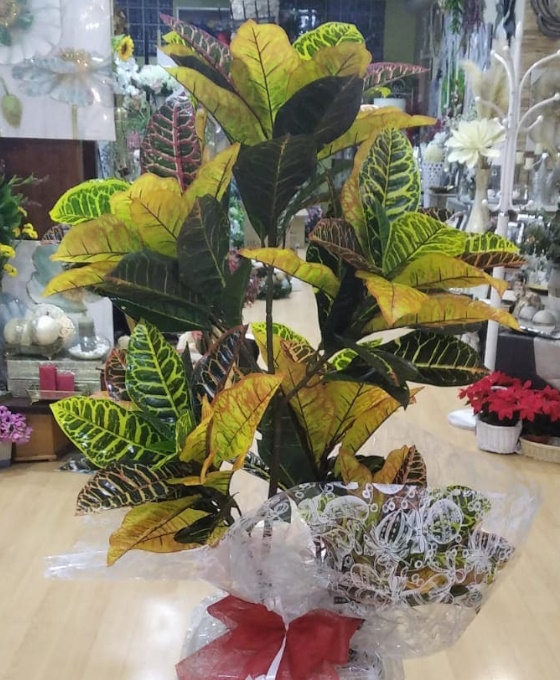 Envío de plantas a Domicilio